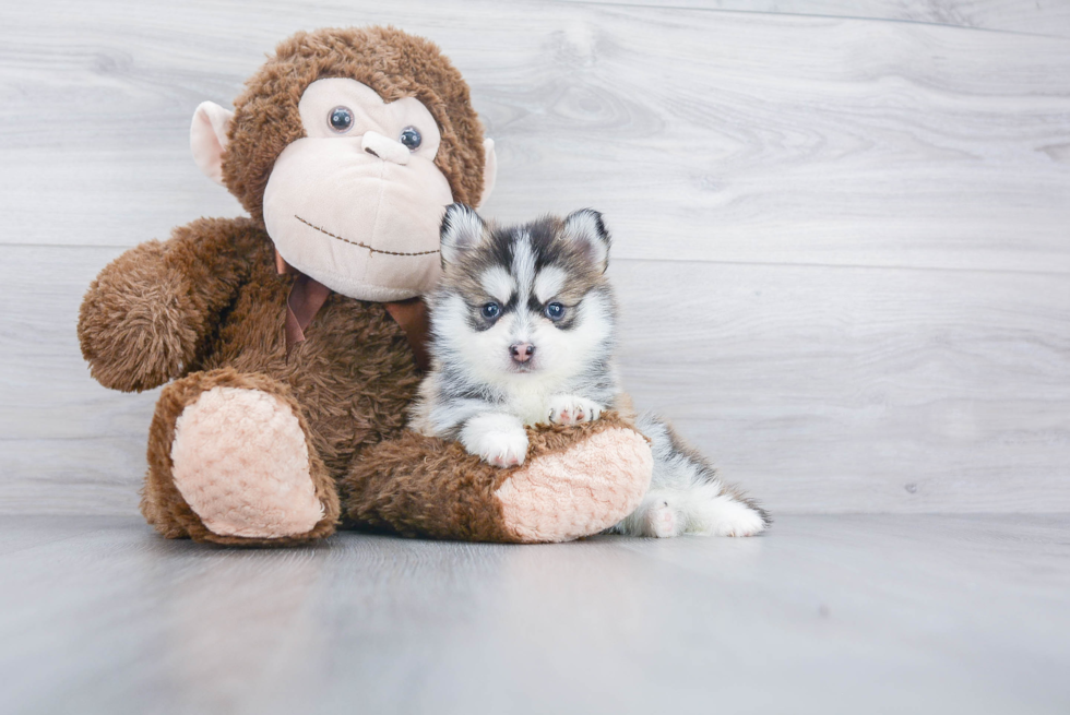 Best Pomsky Baby