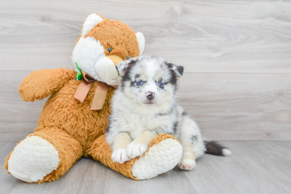 Pomsky Puppy for Adoption