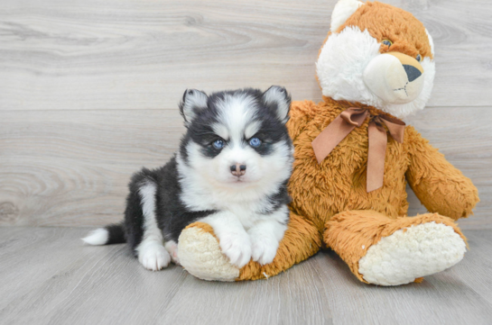 Hypoallergenic Mini Husky Designer Puppy