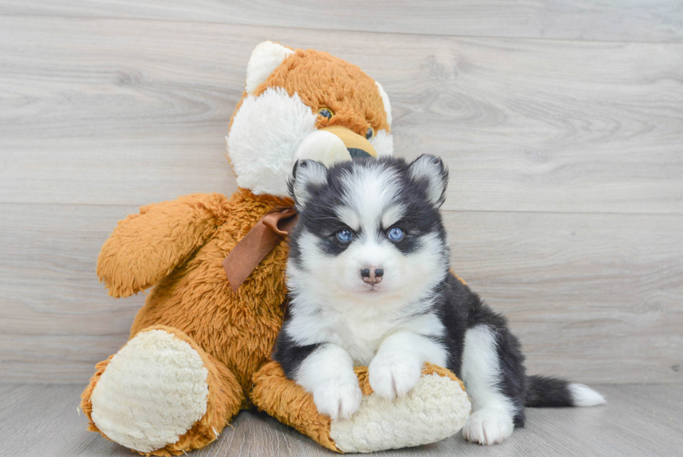 Pomsky Pup Being Cute