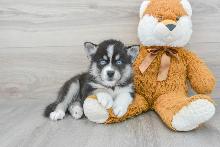 Pomsky Pup Being Cute