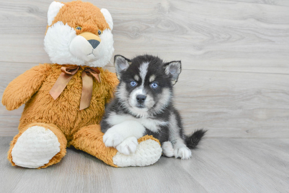 Petite Pomsky Designer Pup