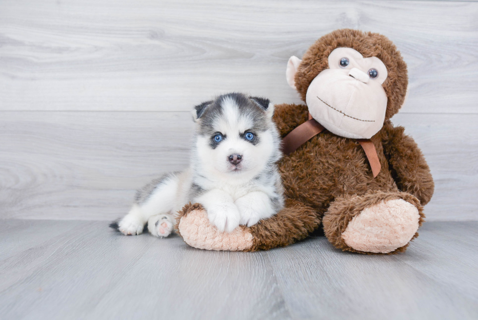 Hypoallergenic Mini Husky Designer Puppy