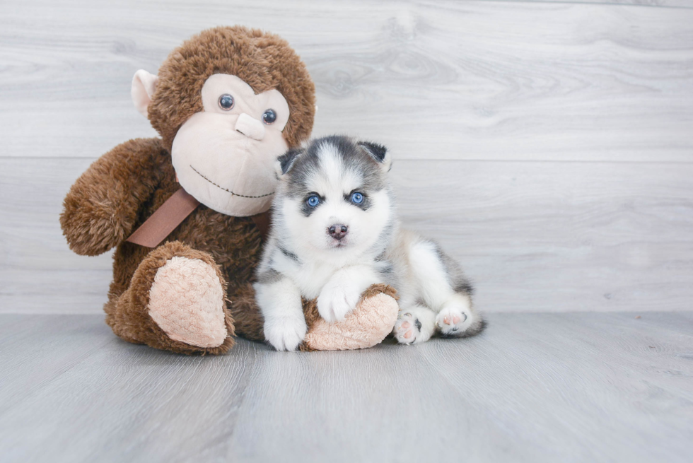 Playful Mini Husky Designer Puppy