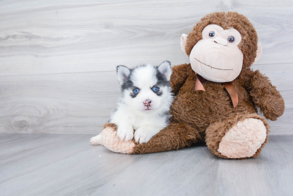 Sweet Pomsky Baby