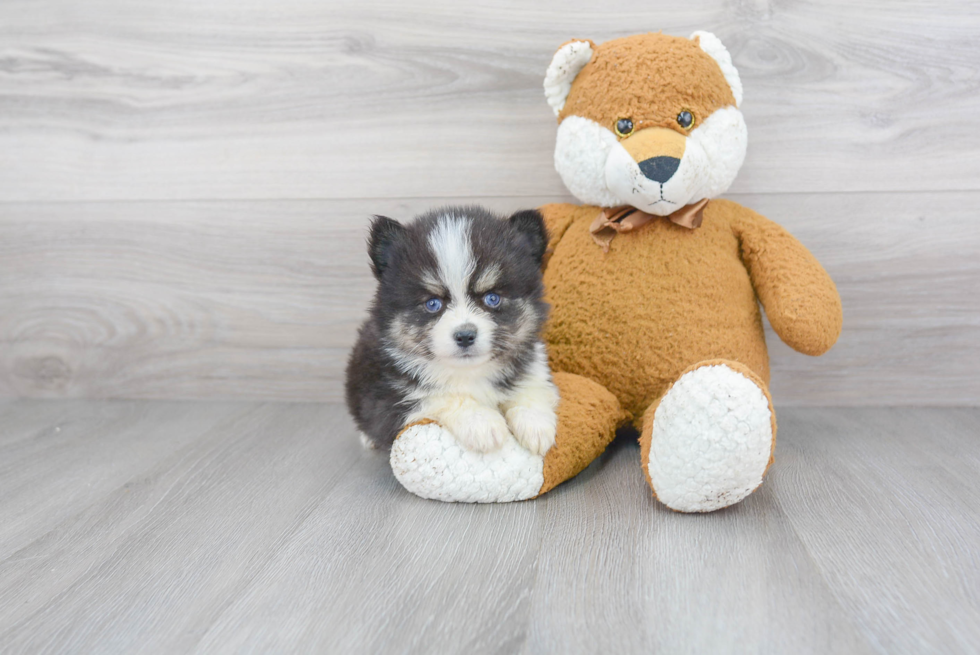 Adorable Mini Husky Designer Puppy