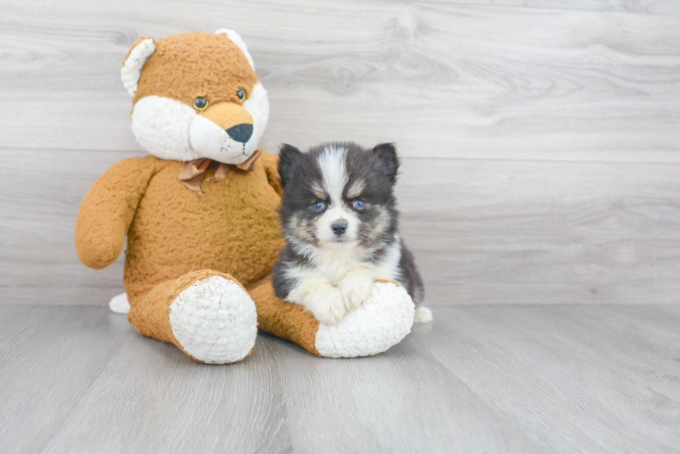 Adorable Mini Husky Designer Puppy