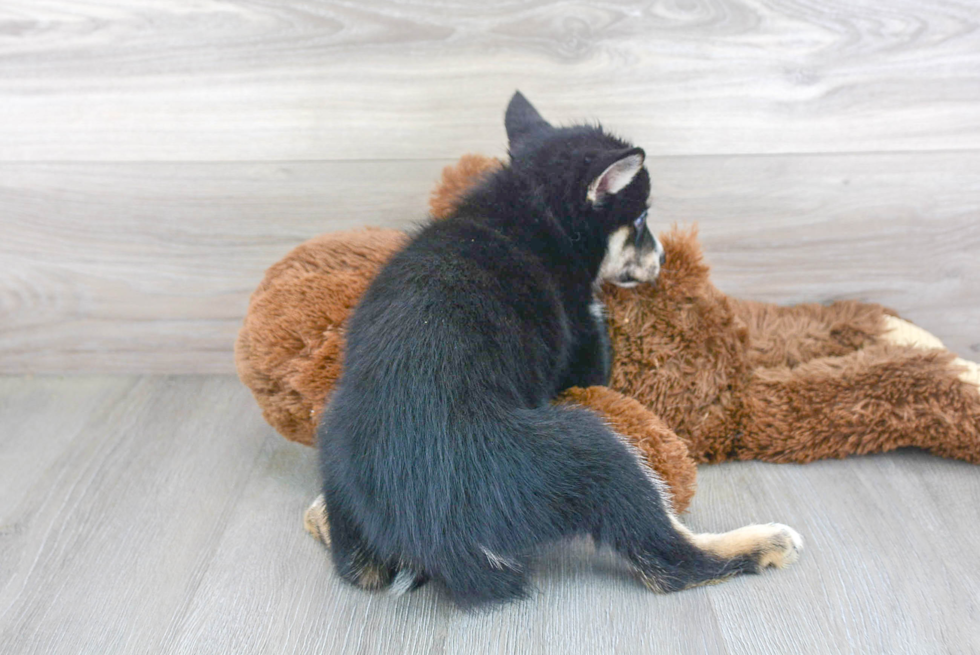 Happy Pomsky Baby