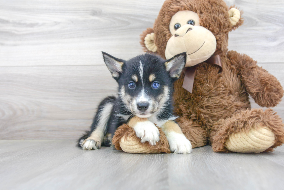 Best Pomsky Baby