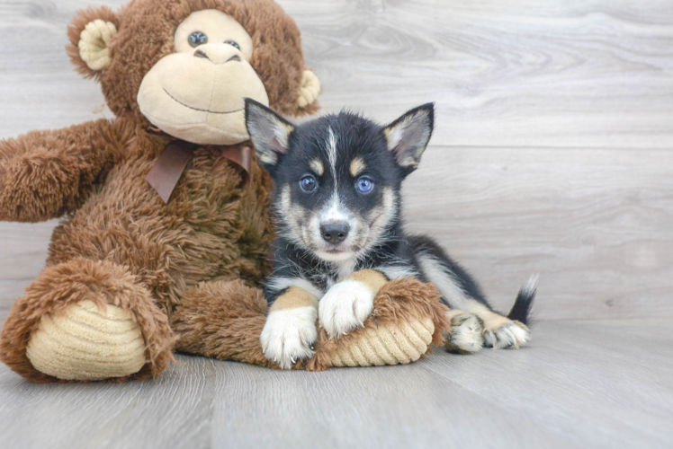 Pomsky Pup Being Cute