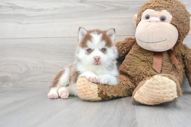 Cute Pomsky Baby