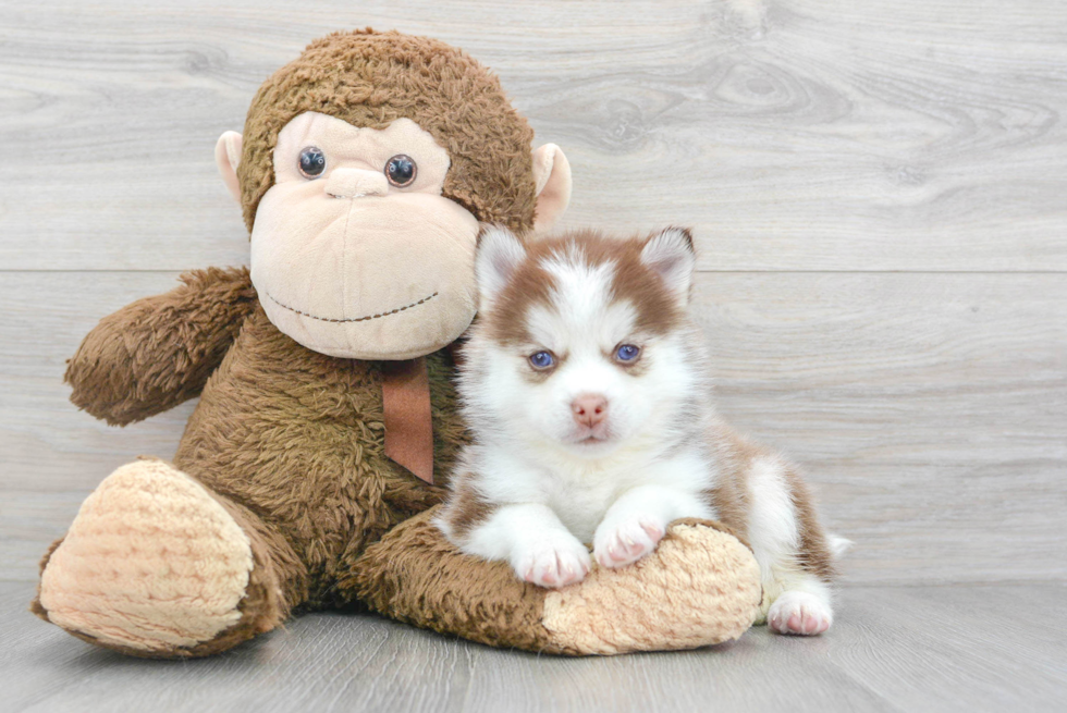 Sweet Pomsky Baby