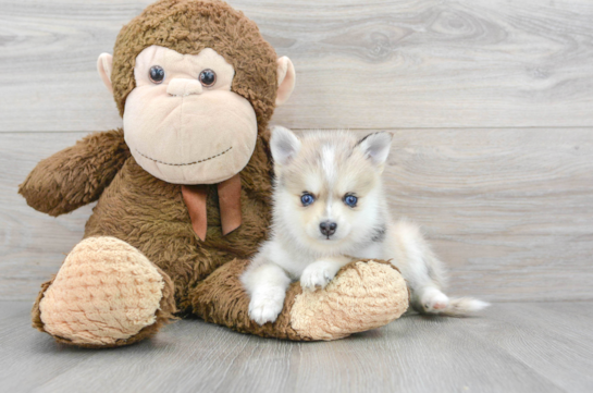 Cute Pomsky Baby