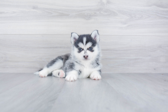 Pomsky Pup Being Cute