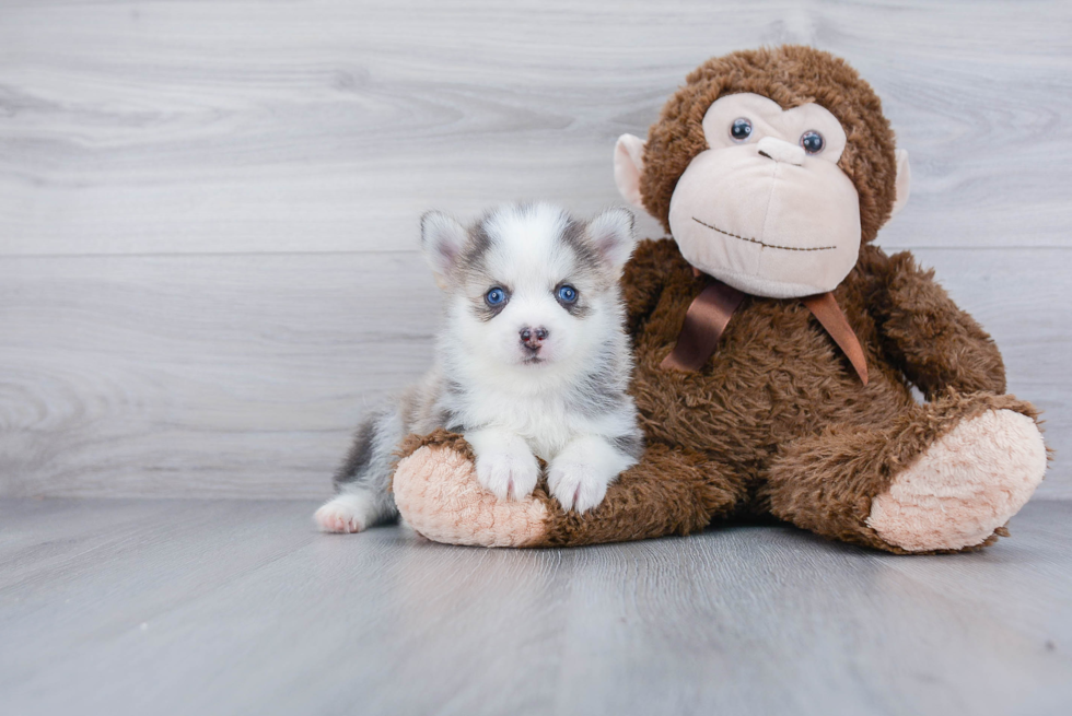 Best Pomsky Baby