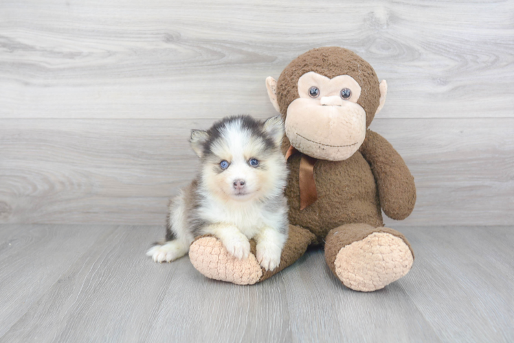 Cute Pomsky Baby