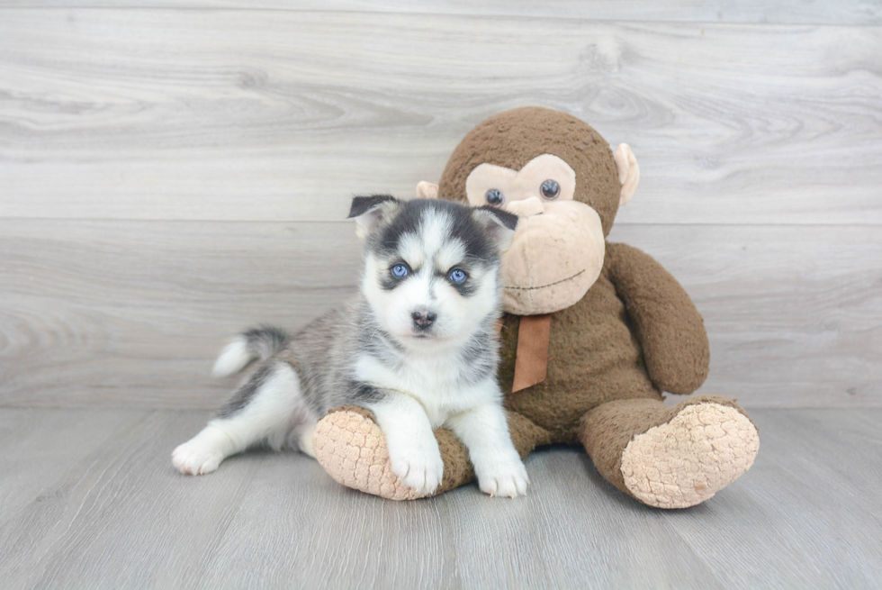 Petite Pomsky Designer Pup