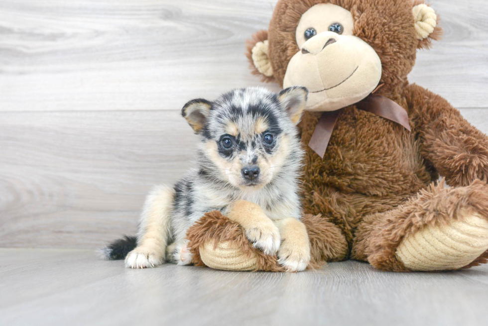 Pomsky Pup Being Cute