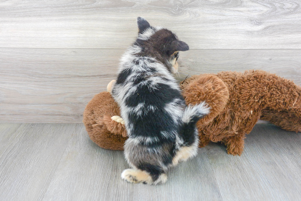 Best Pomsky Baby