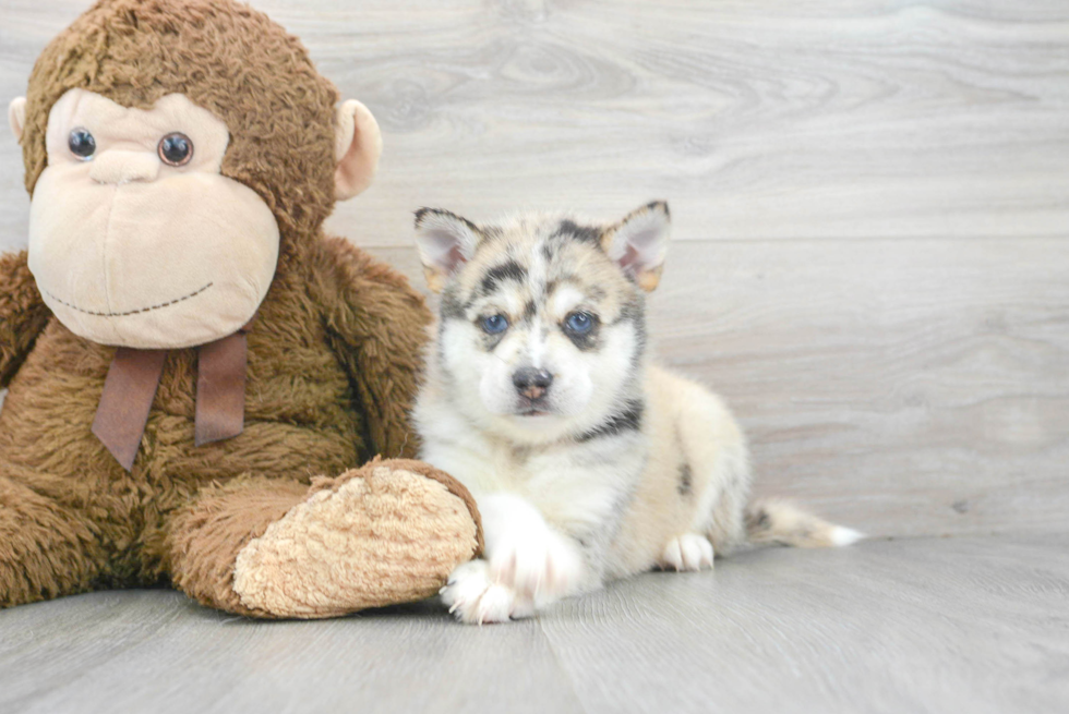 Playful Mini Husky Designer Puppy