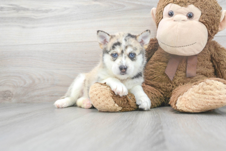 Hypoallergenic Mini Husky Designer Puppy