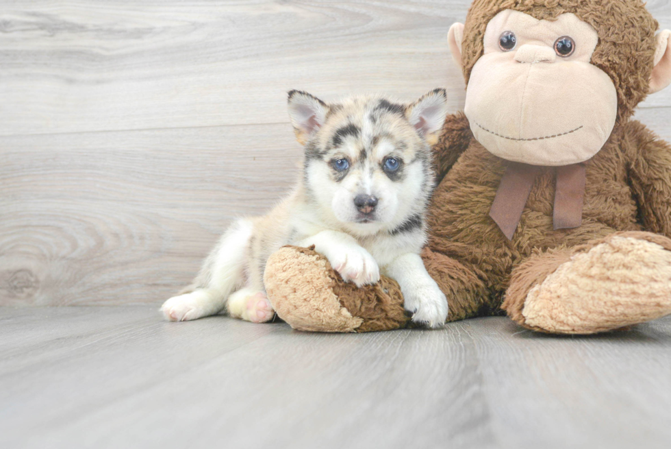 Hypoallergenic Mini Husky Designer Puppy