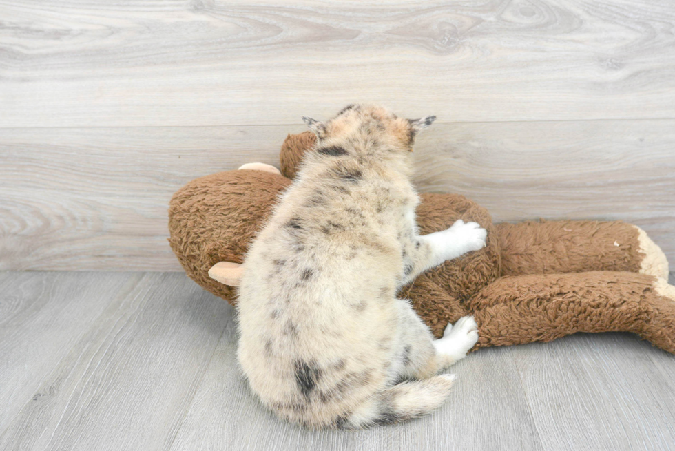 Pomsky Pup Being Cute