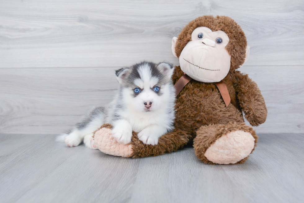 Little Mini Husky Designer Puppy