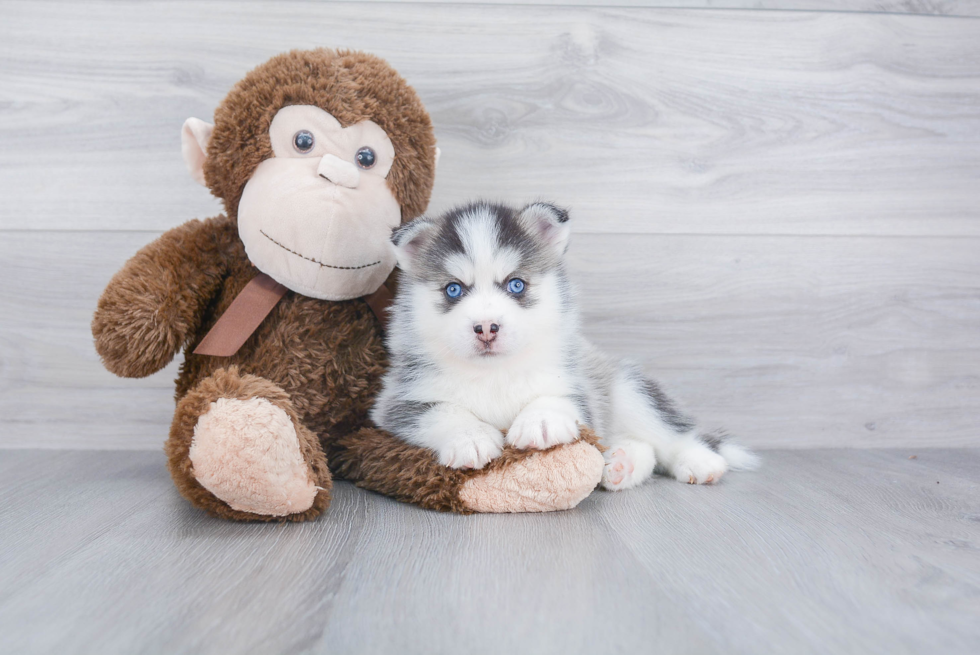 Pomsky Pup Being Cute