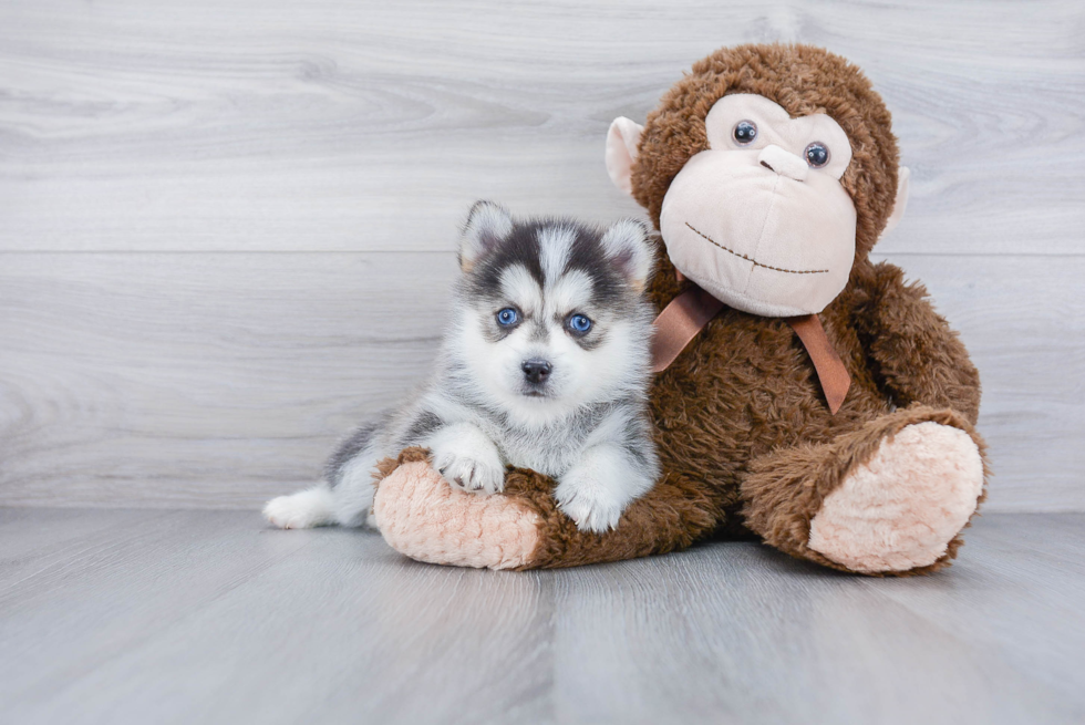 Playful Mini Husky Designer Puppy