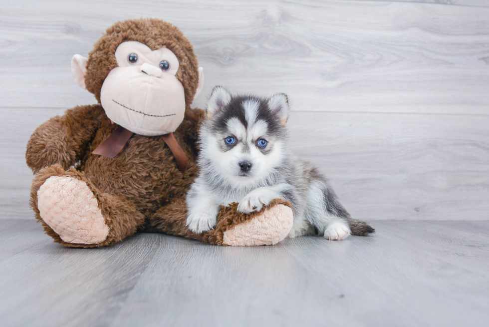 Smart Pomsky Designer Pup