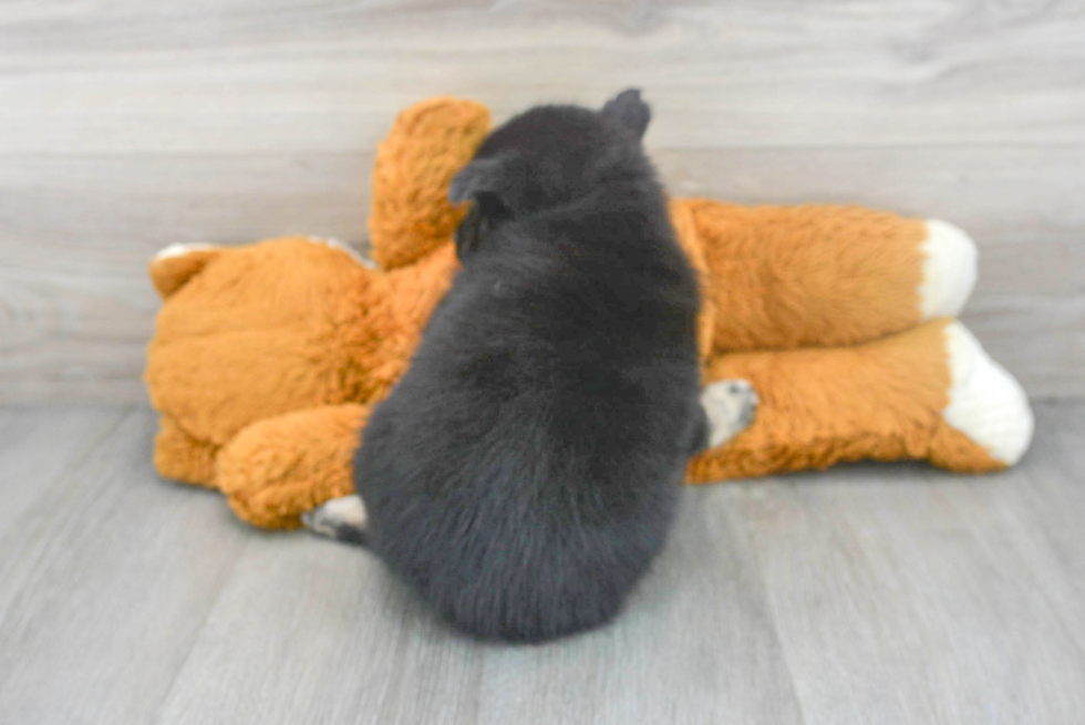 Cute Mini Husky Designer Puppy