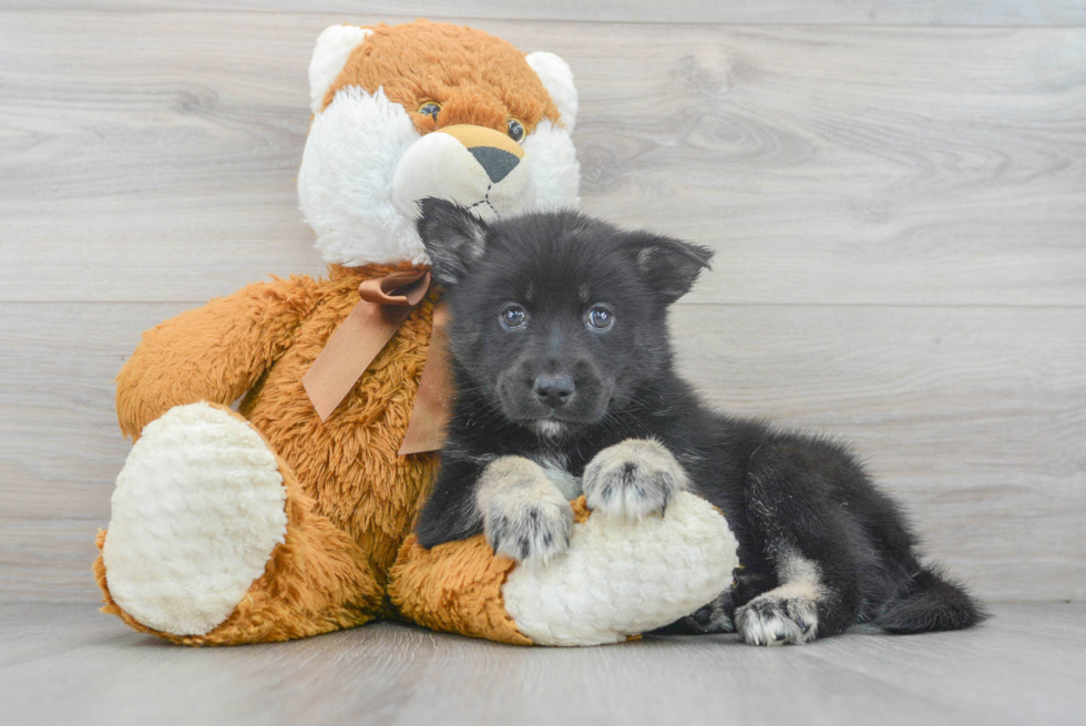 Cute Pomsky Baby