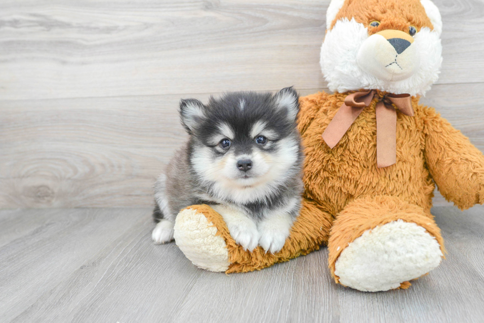 Cute Pomsky Baby