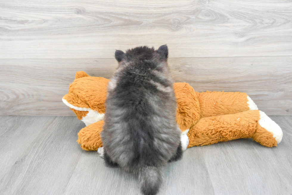 Pomsky Puppy for Adoption