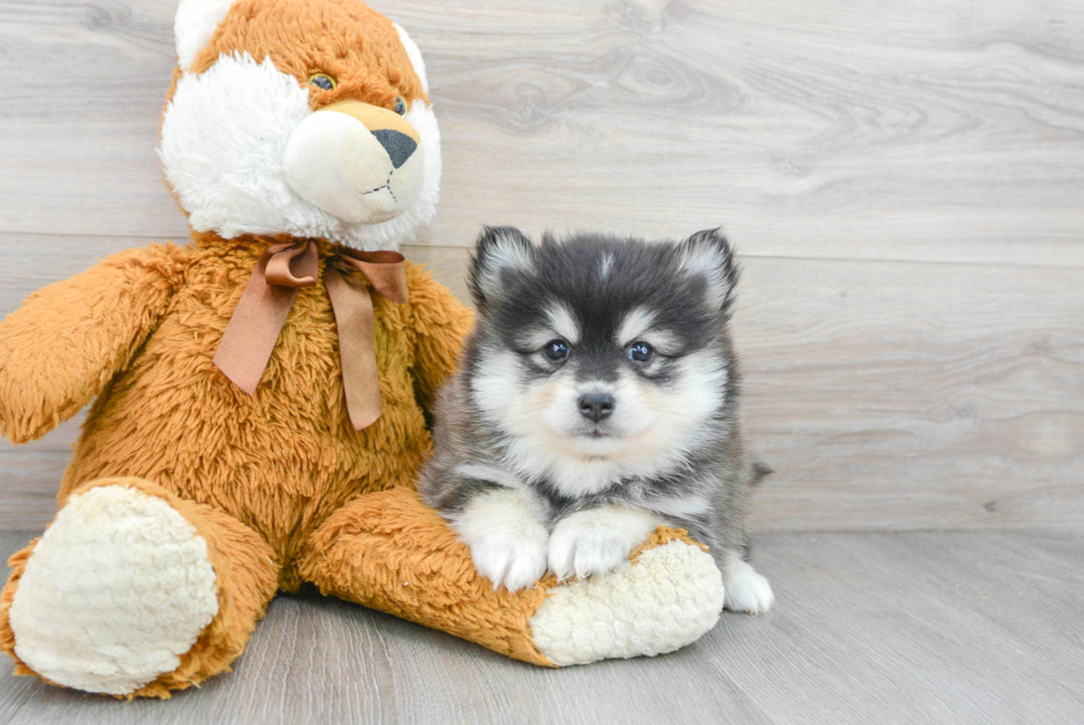 Happy Pomsky Baby