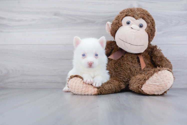 Pomsky Pup Being Cute