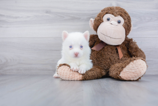 Pomsky Pup Being Cute