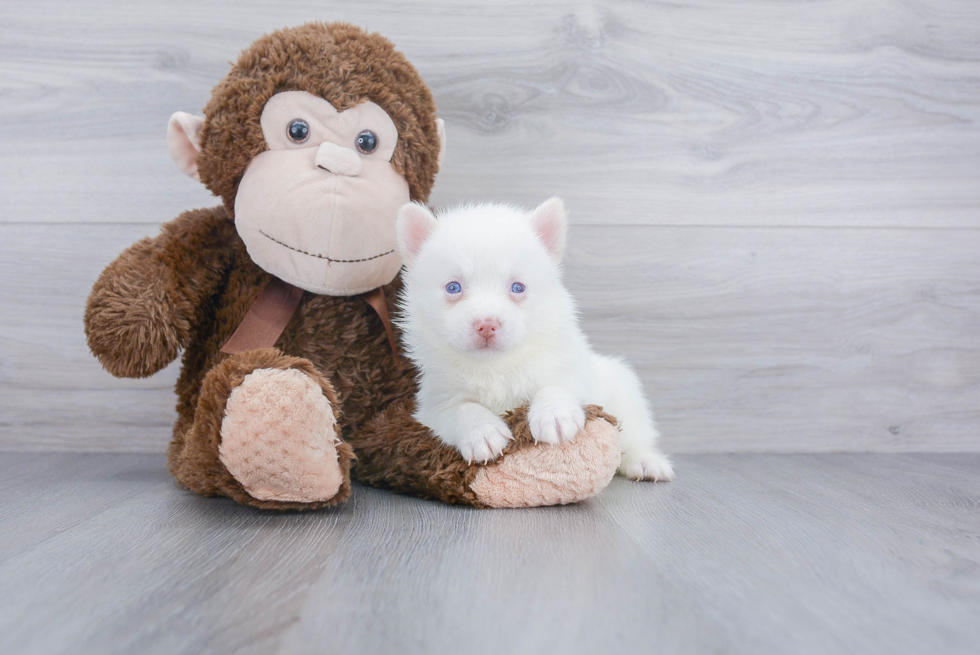 Smart Pomsky Designer Pup