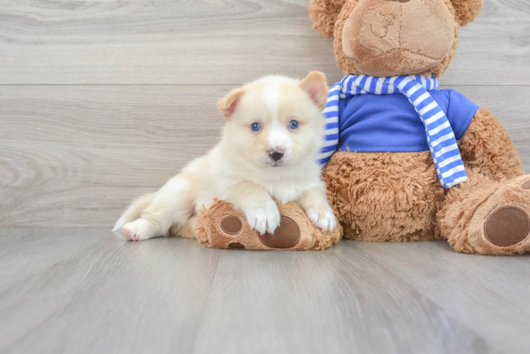 Pomsky Pup Being Cute