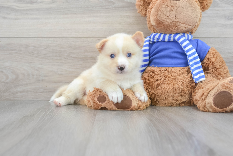 Pomsky Pup Being Cute