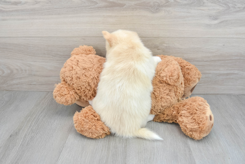 Energetic Mini Husky Designer Puppy