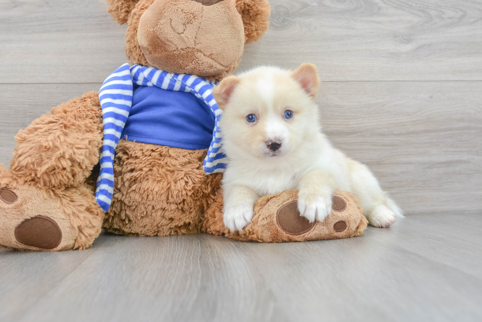 Petite Pomsky Designer Pup