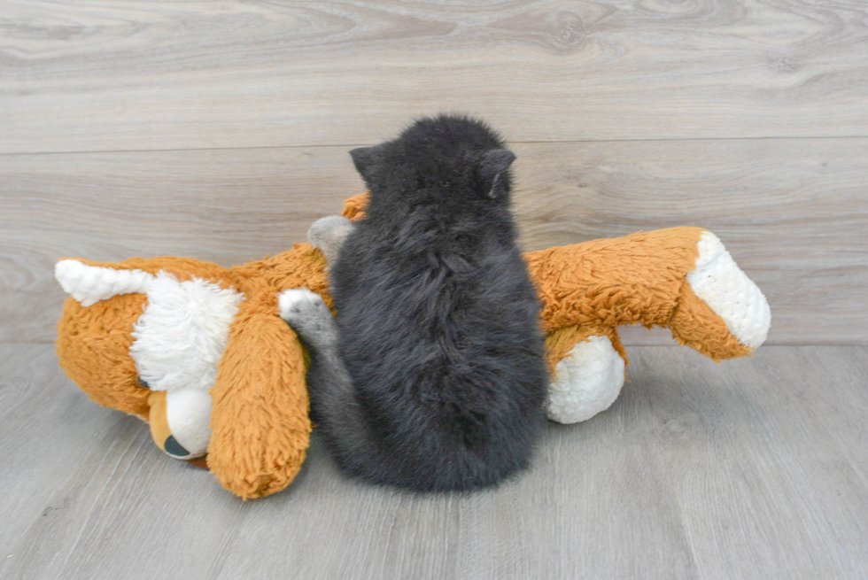 Energetic Mini Husky Designer Puppy