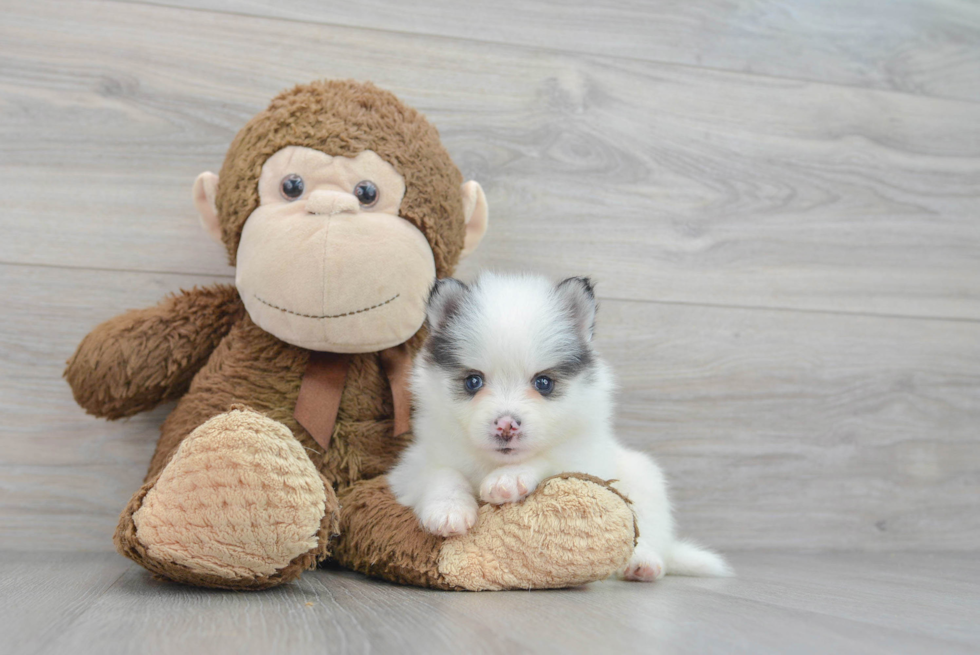 Pomsky Puppy for Adoption