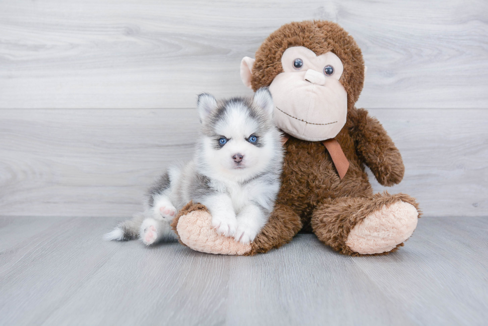 Pomsky Pup Being Cute