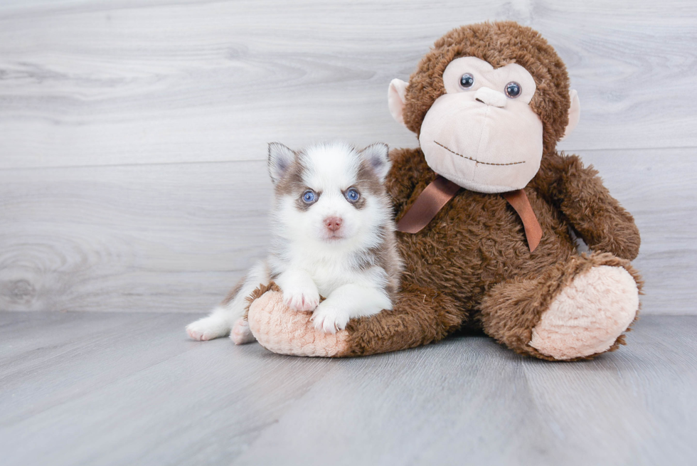 Pomsky Pup Being Cute