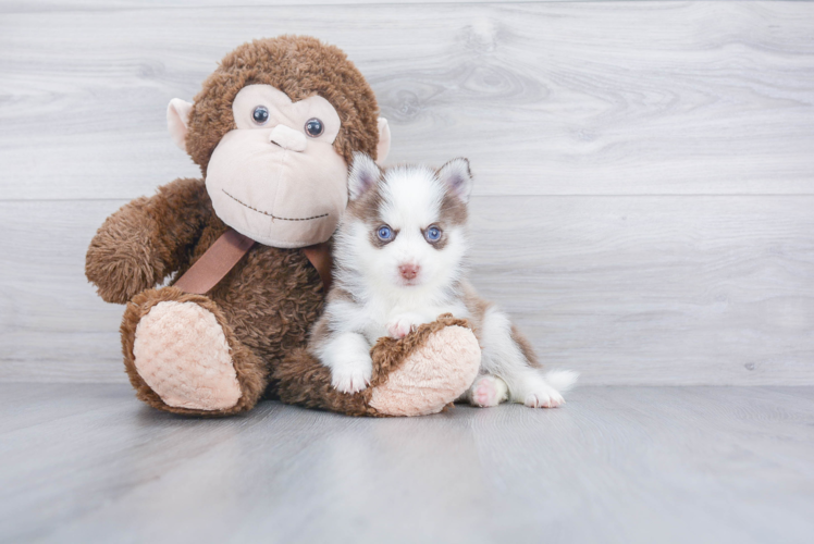 Friendly Pomsky Baby