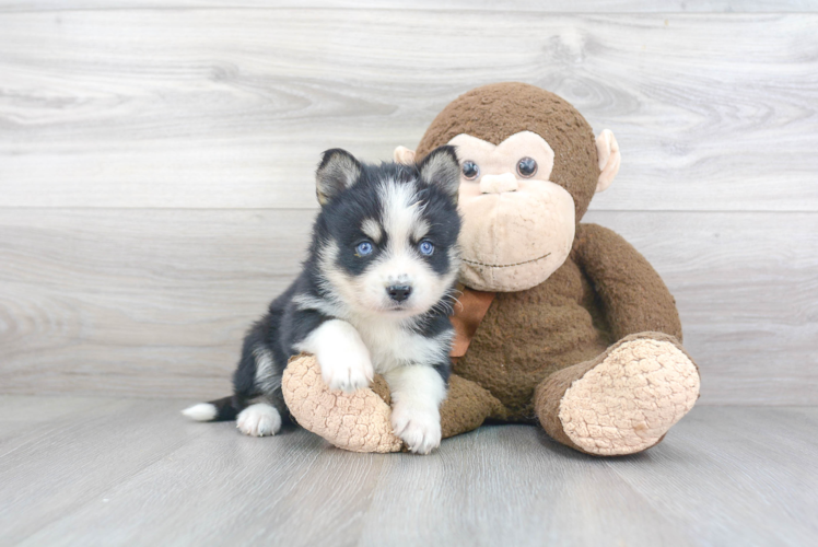 Hypoallergenic Mini Husky Designer Puppy