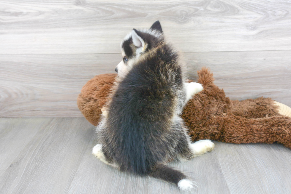 Smart Pomsky Designer Pup